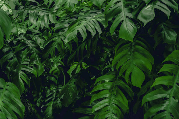istock abstract green leaf texture, nature background, tropical leaf 1305937922