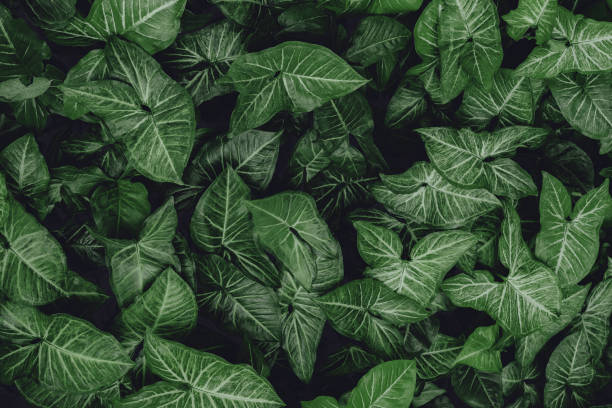 istock abstract green leaf texture, nature background, tropical leaf 1305937934