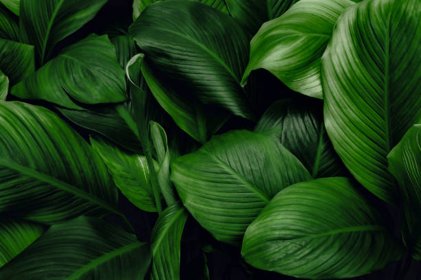 istock tropical leaves, abstract green leaves texture, nature background 1305937954