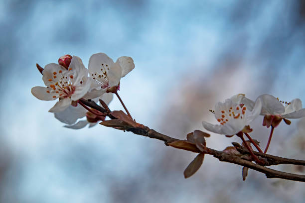 istock spring flowers and buds on tree branches in winter season. 1305938831