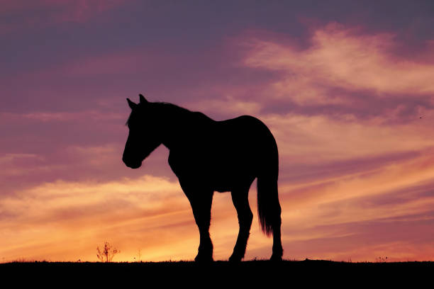 istock horse silhouette and sunset in the meadow 1305938864