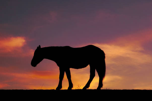 istock horse silhouette and sunset in the meadow 1305938868