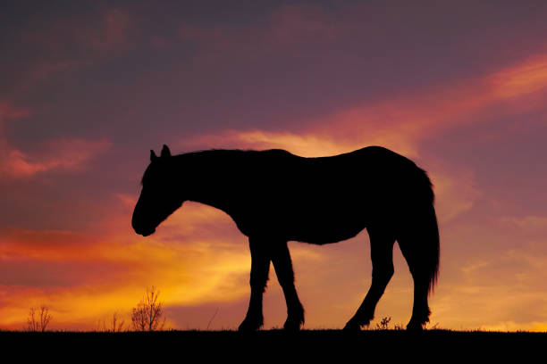 istock horse silhouette and sunset in the meadow 1305938870