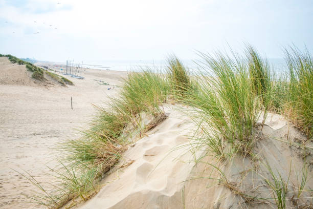 istock Summer in the dunes at the North Sea Beach 1305938992