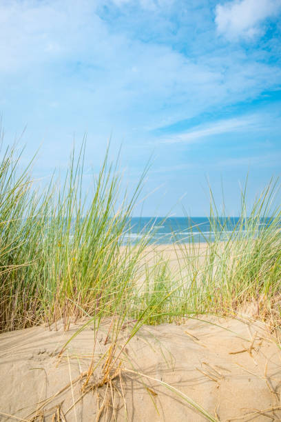 sommar i sanddynerna på north sea beach - sandrör bildbanksfoton och bilder