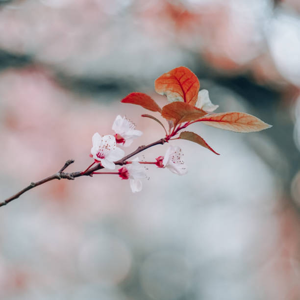 istock beautiful sakura cherry blossom in spring season 1305939657