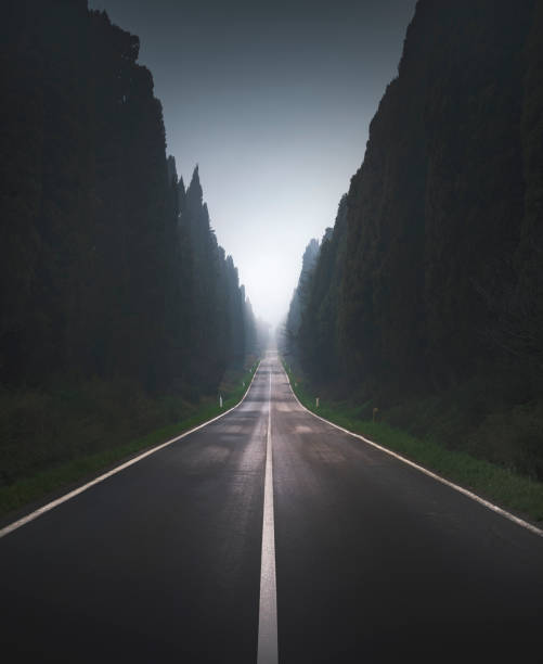 bolgheri famous cypresses tree straight boulevard in a foggy morning. maremma, tuscany, italy - tuscany italy tree cypress tree imagens e fotografias de stock