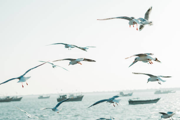 seagulls flying in front of the boats at arabian sea in okha, gujarat, india - horizontal landscape coastline gujarat imagens e fotografias de stock