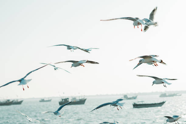чайки летают перед лодками в аравийском море в охе, гуджарат, индия - horizontal landscape coastline gujarat стоковые фото и изображения