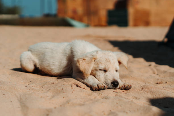 istock Small Cute puppy sleeping On a sandy Beach 1305940101