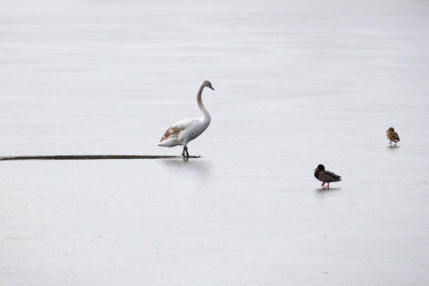 istock Two ducks watching a swan walking toward them on a frozen lake 1305941195