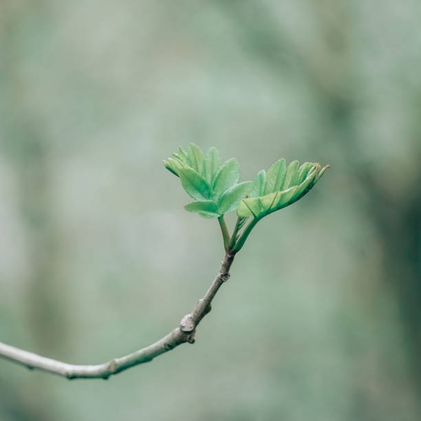istock green plant sprout in spring season 1305942072