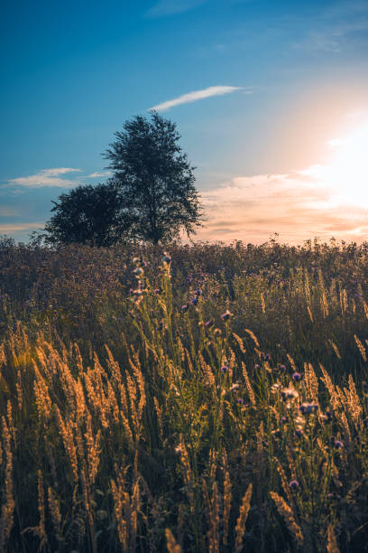 istock A field with grass and two trees on the horizon with the setting sun 1305943572