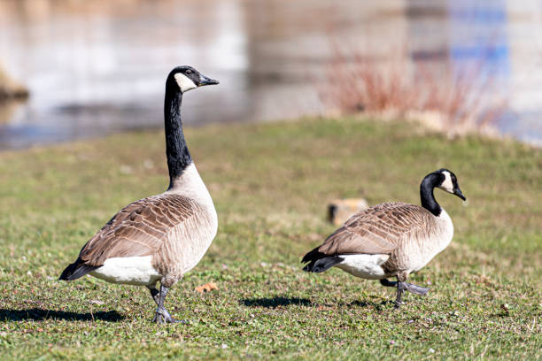 istock Canada Geese in a short meadow near a river 1305944461