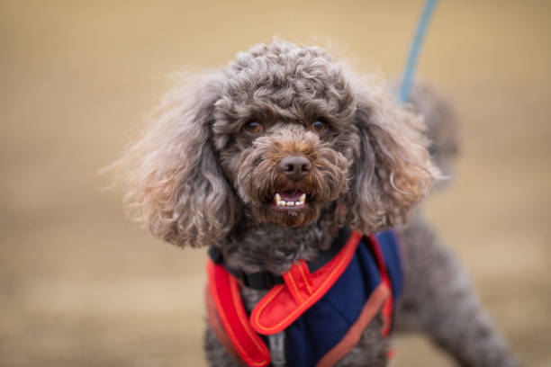 istock A little Poodle portrait 1305944503