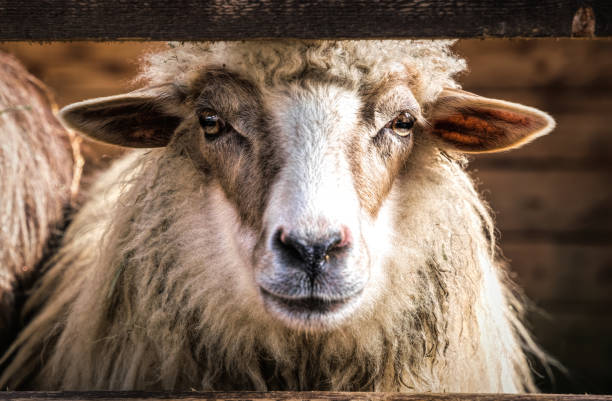 Sheep in the stall of a wooden barn. Farm in Scotland Traditional dairy farm in Scotland and a family friendly petting zoo. Cattle - Sheep, cows and goats in a wooden paddock. Hand feeding the animals. Entertainment for tourists sheep shed stock pictures, royalty-free photos & images