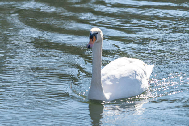 istock Swan in the water of a river with a very low current 1305944939