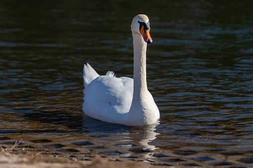 Mute swan on the Lake beside the Ridley Hide on Gosforth Park Nature Reserve with a full reflection.