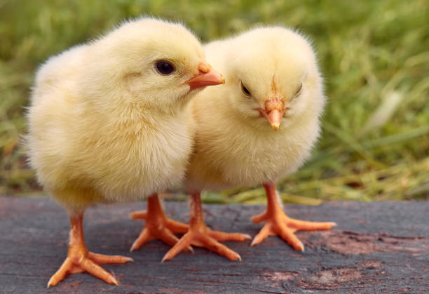 istock Cute little newborn chicken. 1305946505