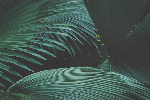 istock Lush Tropical Palm Leaves in Dark Tone Color Natural Pattern Background 1305946806