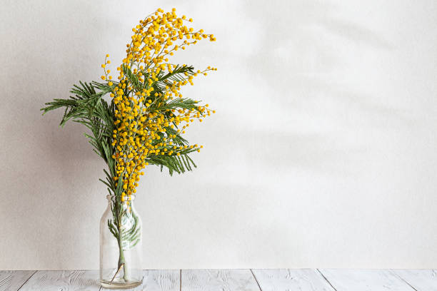 A bouquet of mimosa flowers in a glass vase on a light gray background. Spring composition with interesting shadows, copy space. A bouquet of mimosa flowers in a glass vase on a light gray background. Spring composition with interesting shadows, copy space. sensitive plant stock pictures, royalty-free photos & images