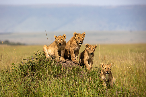 Four lion cubs on a mound.
