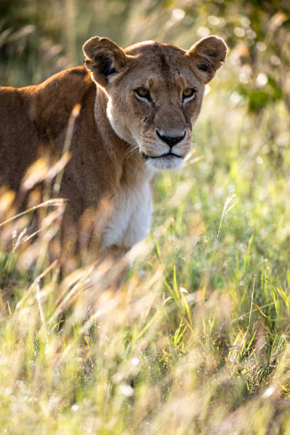 istock Female Lion in Golden Grass 1305947500
