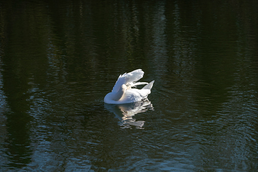 Trumpeter Swan taking off, Pitt Lake, BC, Canada