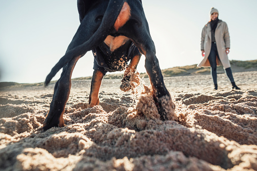 Low angle view of a woman walking her pet doberman puppy at the beach in the North East of England. The puppy is digging in the sand.