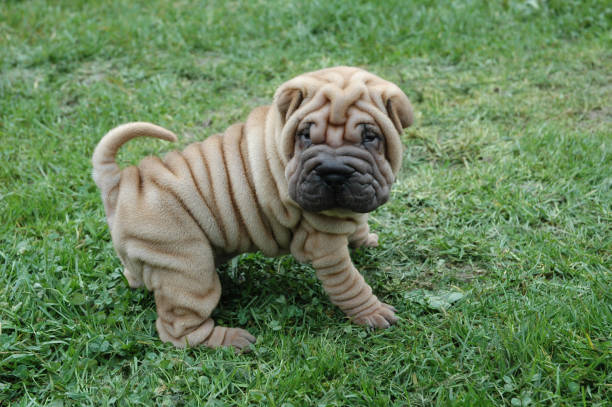 Shar-Pei Shar-Pei a purebred dog from China mini shar pei puppies stock pictures, royalty-free photos & images