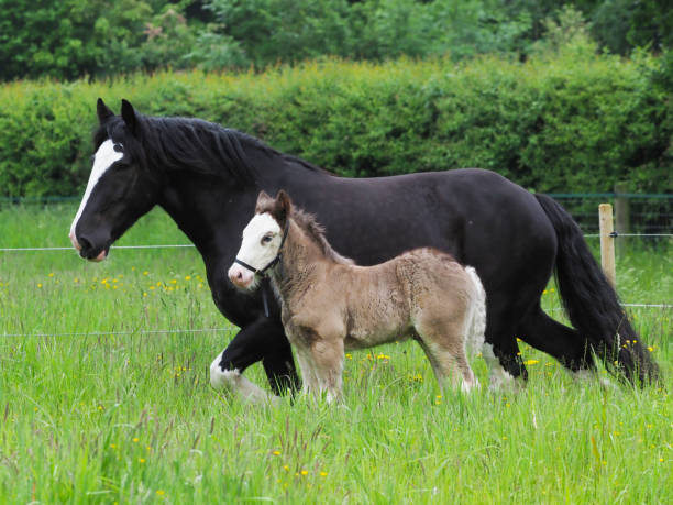 istock Beautiful Mare and Foal 1305947991
