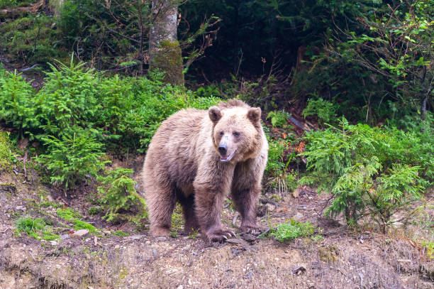 istock Brown bear (lat. ursus arctos) stainding in the forest 1305948697