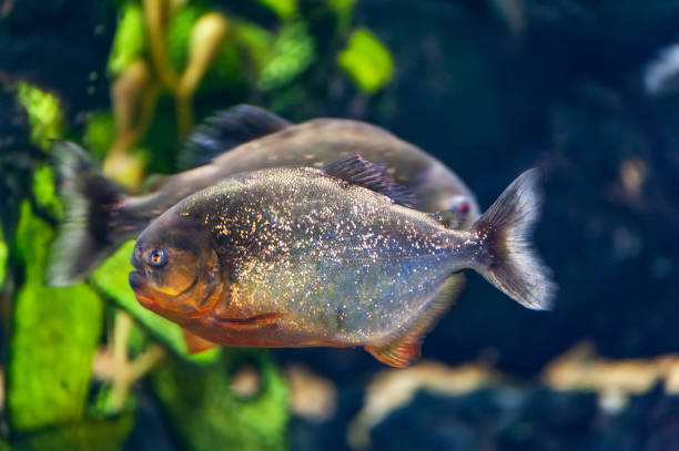 istock piranha fish underwater close up portrait 1305948705