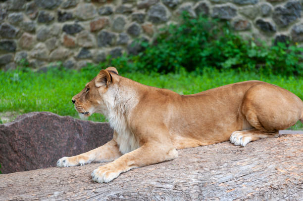 istock Close Up picture of a lion. 1305948706