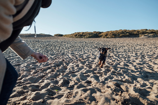 Woman playing with her pet doberman puppy at the beach in the North East of England.