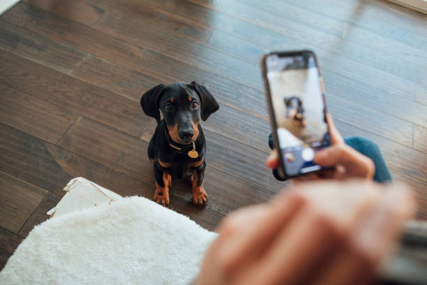 istock Puppy Memories 1305948837