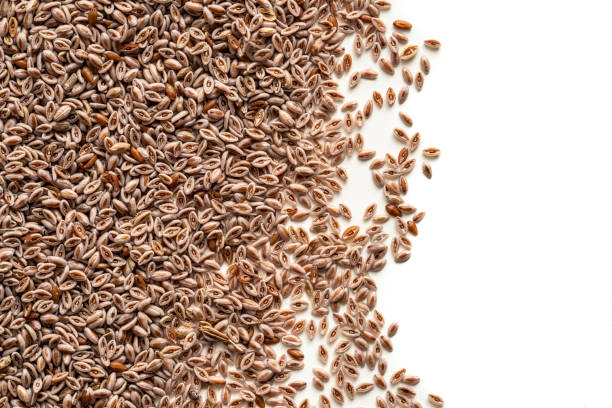 Zaragatona Psyllium or ispaghula seeds for mucilage production on white