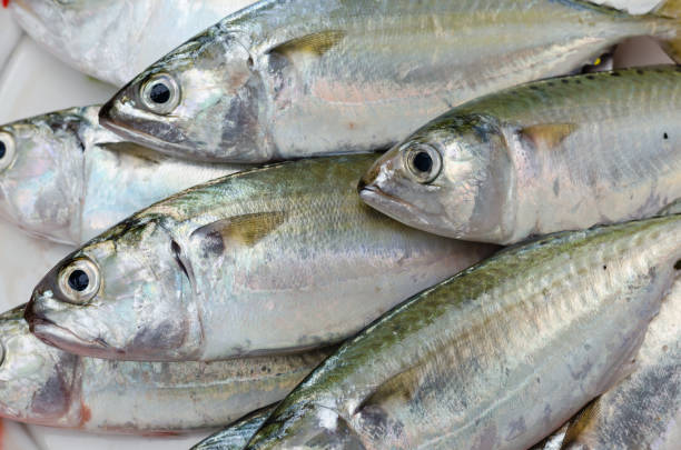 istock Fresh Sport-Bodied Mackerel for Cooking. 1305949248