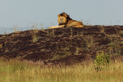 A majestic male lion on a rock in the Serengeti.