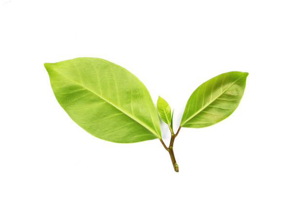 istock collection tropical green leaf on white background 1305951045