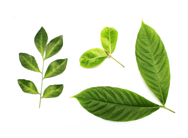 istock collection tropical green leaf on white background 1305951055