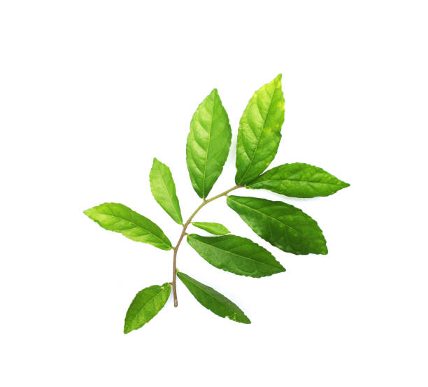 istock collection tropical green leaf on white background 1305951062