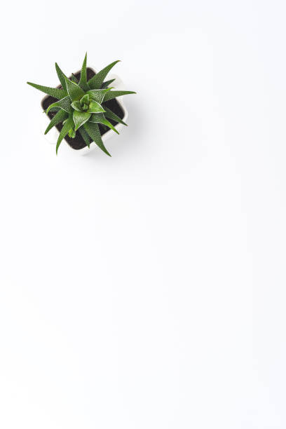 istock Green plant isolated on white background with copyspace 1305951119