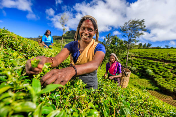 tamil women plucking tea leaves on plantation, ceylon - tea crop picking indian culture tea leaves imagens e fotografias de stock