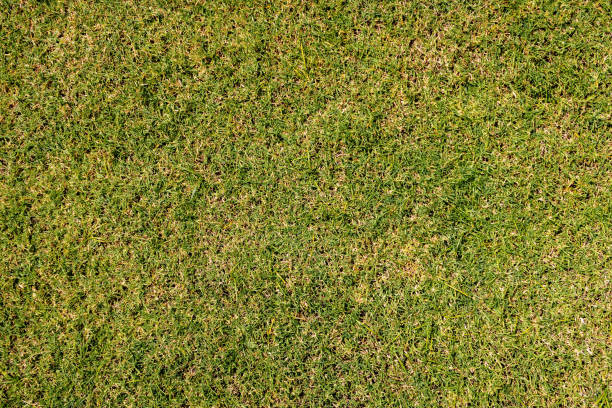 istock Outdoor green and yellow grass texture 1305952387