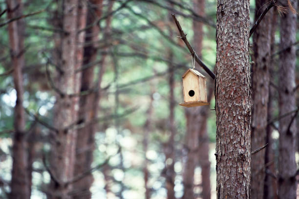Front view, Inside the forest, wooden birdhouse attached to a pine tree trunk. Selective focus
