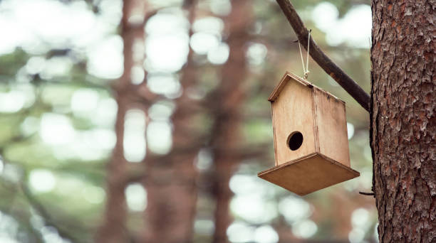 istock Front view, Inside the forest, wooden birdhouse attached to a pine tree trunk. 1305952783