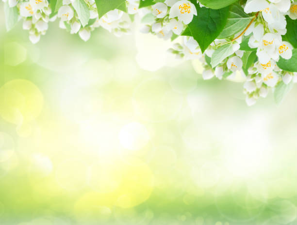 istock Jasmine flowers and leaves 1305954969