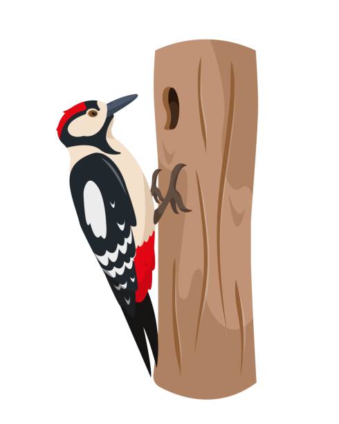 Woodpecker bird on tree trunk. Woodpecker bird on tree trunk. Colorful woodland animal icon. Vector illustration isolated on white background. woodpecker stock illustrations