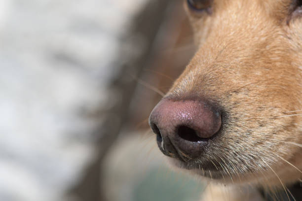 Close-up of a dog's nose and snout in focus Close-up of light brown dog's nose and snout. Dog training, detection dog or sniffer dog, senses and smell concepts. flared nostril photos stock pictures, royalty-free photos & images